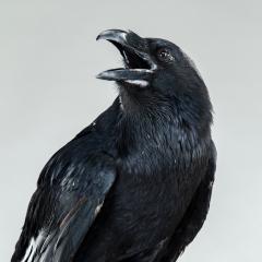 A crow